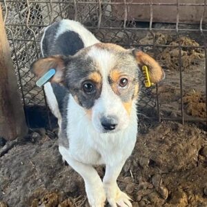 PUCK - ausgereist zur Tierhilfe Lebenswert