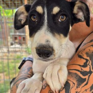 PERDY (♀) - auf PS im PLZ Bereich 26 *ausgereist* - vermittelt