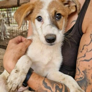 MINDY (♀) - ausgereist zur Schäferhundrettung e.V.