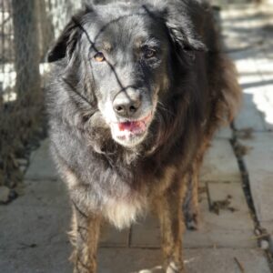 LUZI - reserviert Alexandra - vermittelt