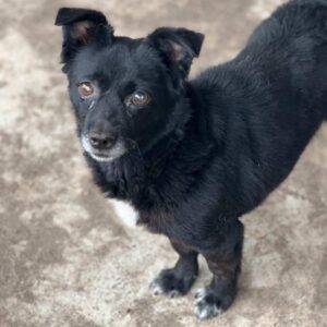 PALINO (♂) - ausgereist zu Vierbeiner in Not