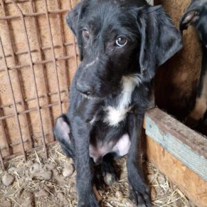 LITTLE JOE (♂) - Notfall-Welpe - völlig abgemagert, leicht Kopfschiefhaltung, Hautprobleme - ausgereist zu Stibis Hundeparadies