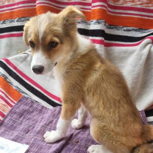 JAMY (♂) - vermittelt Isabelle B.