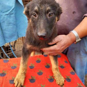 BELLINDA - vermisst 12/24