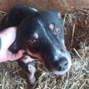 JUMA (♀) - völlig überfordert - in Rumänien vermittelt 02/24