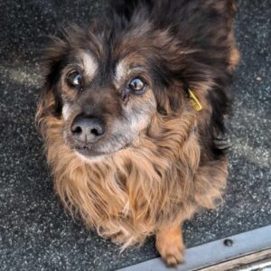 AMANDUS (♂) (*Tilica) - vermittelt SD