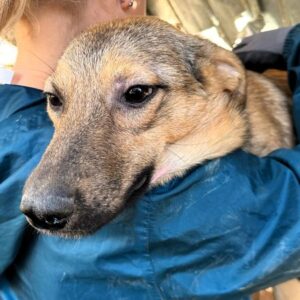 JORIT (♂) - wird bereits unsicher - seelischer und medizinischer Notfall! - sollte zeitnah reisen!