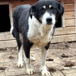 MIYA (♀) - als PDR GPH auf PDR PS (NE)