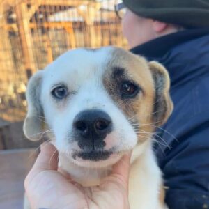 FINNLEY - ausgereist zur Arche Noah