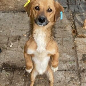 LIVIO - ausgereist zum TST Rösrath