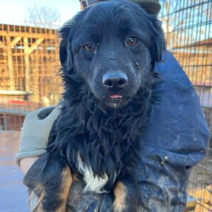 TASHO - auf PDR PS im PLZ Bezirk 93 - vermittelt