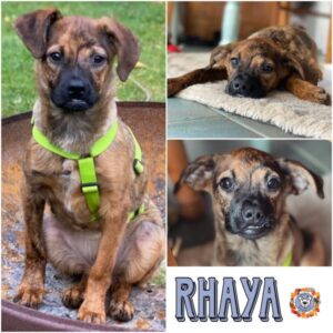 RHAYA in 21521 Aumühle - vermittelt