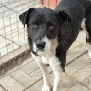 TIOH - auf Pflegestelle in PLZ 1 vermittelt