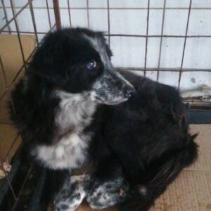 VELA - reserviert Vierbeiner in Not