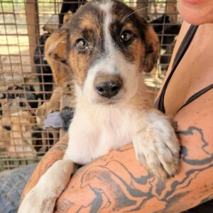 MIRINDA (♀) - auf PS im PLZ Bereich 56 - vermittelt