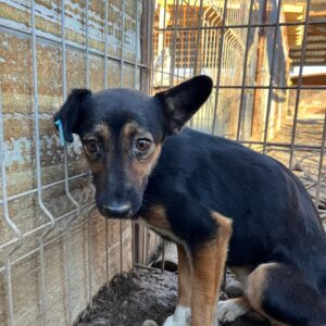 RINA - Notfall: völlig abgemagert - vermittelt LS