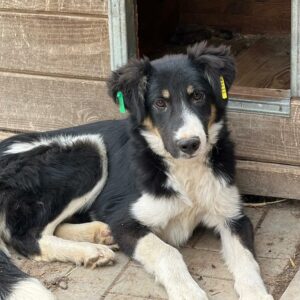 FYNN (♂) - sollte zeitnah ausreisen!