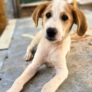 DROBBY (♂) - RBB 10/24