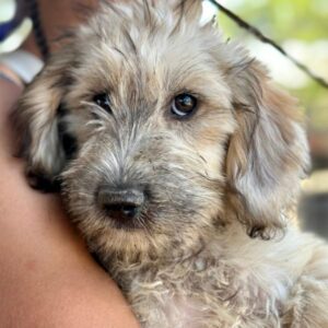 FIORELLA (♀) - vermittelt BD