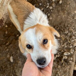 CHECKY - Probleme mit der Hinterhand - auf PDR PS im PLZ Bezirk 63 - vermittelt