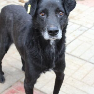 TILL - reserviert KM - vermittelt