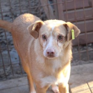 LENNOX - vermisst 11/24