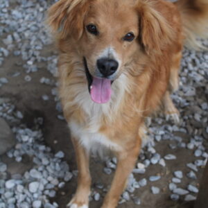 GABA - vermisst 11/2022