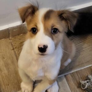 MUMIN - ausgereist zum TST Rösrath