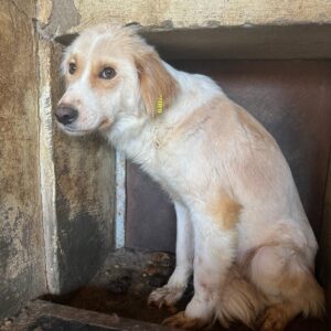 RENA (♀) - abgemagert, wurde gemobbt - vermittelt LS