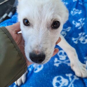 ICE (♂) - krummes/instabiles Vorderbein, sollte dringend ausreisen - ausgereist auf PDR PS im PLZ Bezirk 30 - vermittelt