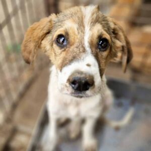 JOSCHEL (♂) - ausgereist zum TST Rösrath