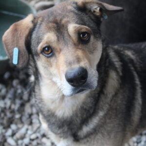 PIMENTA - seit mind 2020 im Shelter - ausgereist zum TH Iserlohn