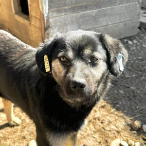 ONNEA (♀) - auf PS im PLZ Bereich 04 (NE) *ausgereist* - vermittelt