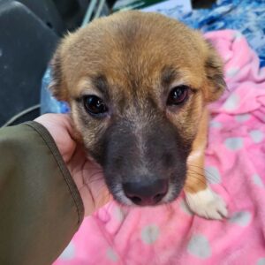 TIPSIE (♀) - auf PDR PS im PLZ Bezirk 53 *ausgereist* - vermittelt