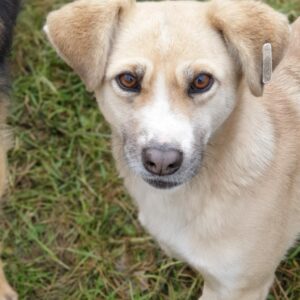 LEVIA - seit mind. 2019 im Shelter - ausgereist zur Tierhilfe Lebenswert