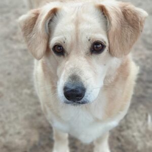 EMILY - reserviert TINO (22.02.) - vermittelt