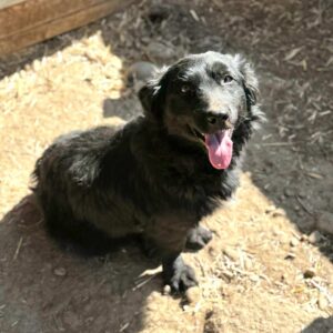 KIWI (♀) - ausgereist zum TST Rösrath