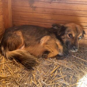 BILLY - linkes Auge blind - auf PDR PS im PLZ Bezirk 18 - vermittelt