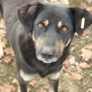 ETHO (♂) - vermisst 11/24