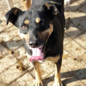 ICALI - reserviert TH Gelnhausen - vermittelt