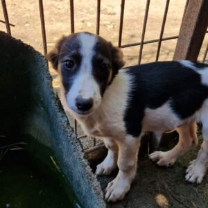 GREGG (♂) - RBB 06/24