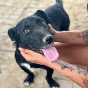 FRANNY (♀) – ausgereist zum TH Gelnhausen (AL)