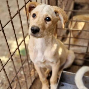 RIGOLETTO (♂) - RBB 10/24