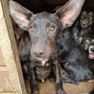 VLAD (♂) - auf PS im PLZ Bereich 92 - vermittelt