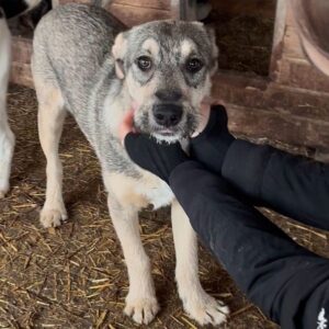 HILDEGARD (♀) - wird unsicher, sollte dringend ausreisen