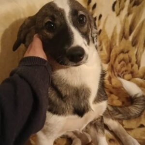 AYANA - ausgereist zur Tierhilfe Lebenswert