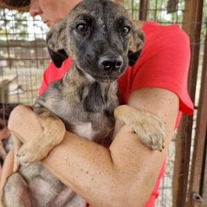 UBAH (♀) -ausgereist zu Vierbeiner in Not