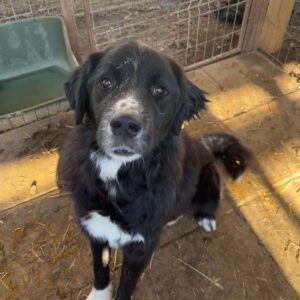 KYANO (♂) - seit mind. 2022 im Shelter