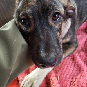 POLLY (♀) - auf PDR PS im PLZ Bezirk 54 - vermittelt