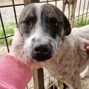 YAGO (♂) - ausgereist zur Arche Noah